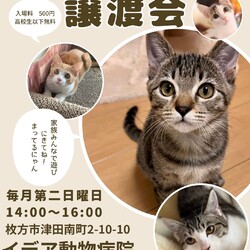 ねこの譲渡会＠枚方市