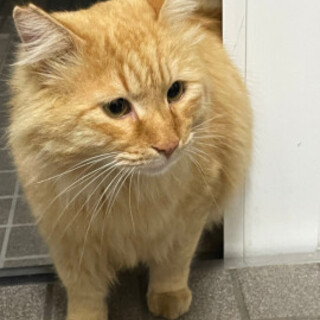 ふわふわ 茶色の毛色の男の子