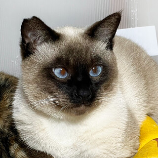 【トライアル可】美しい瞳と温厚な性格シャムMIX