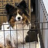 飼い主の急死のため、新しい飼い主を探しています！ サムネイル2
