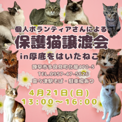 保護猫譲渡会