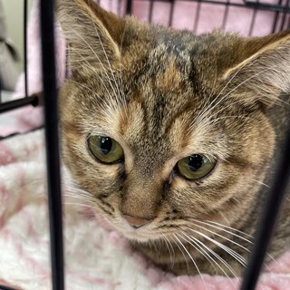 人大好き可愛いキジトラ女の子❤️バトン