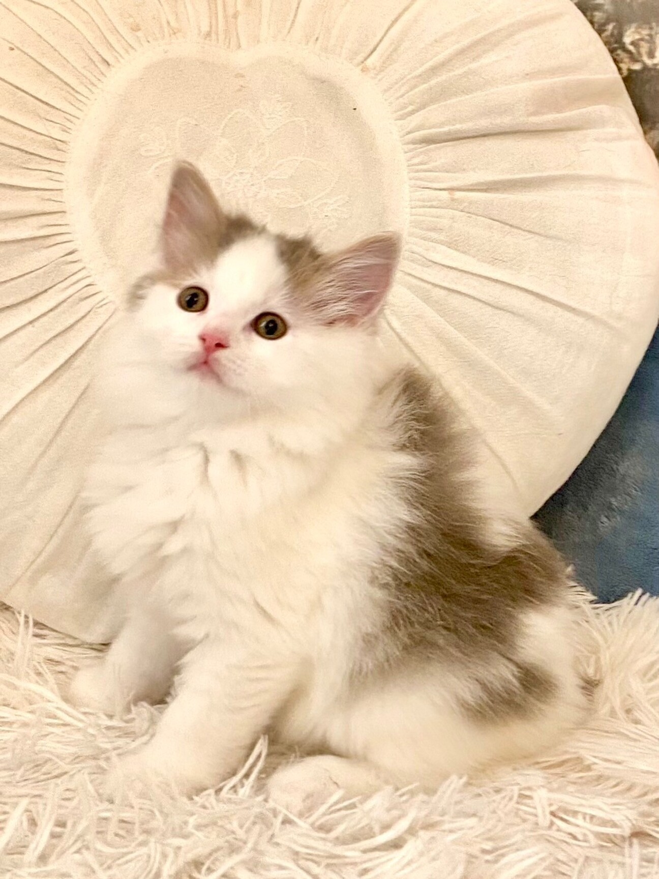 4/14さいたま市岩槻 」埼玉県 - 猫の里親募集(486813) :: ペットの