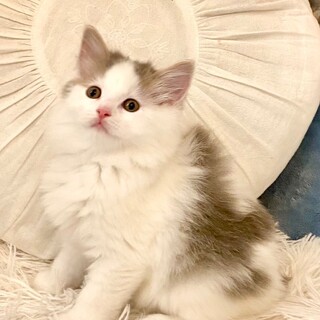 4/14さいたま市岩槻　直接ご来場ください　スコ