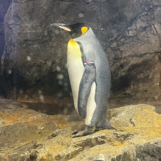 アメリカンピットブル