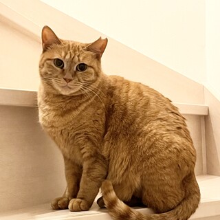猫好きの優しい琥珀ちゃん