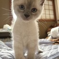 雑種のオスで生後1ヶ月です。