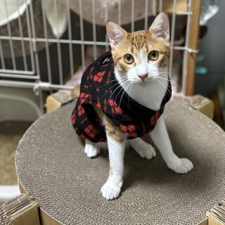 どこでもやっていけるポテンシャル！