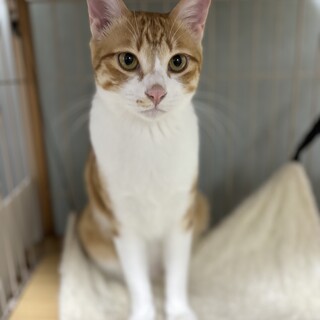 人懐っこい茶白の男の子、三兄妹の長男タイプ。