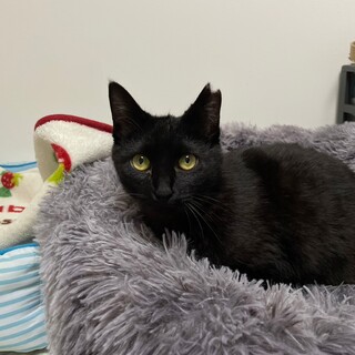 キュートな黒猫ジジ❣❣