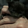 新しくお家に来たポーちゃん
