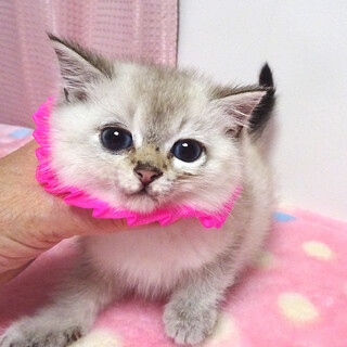 なれなれ♪青い目のシャム系★モモちゃん２ヵ月弱