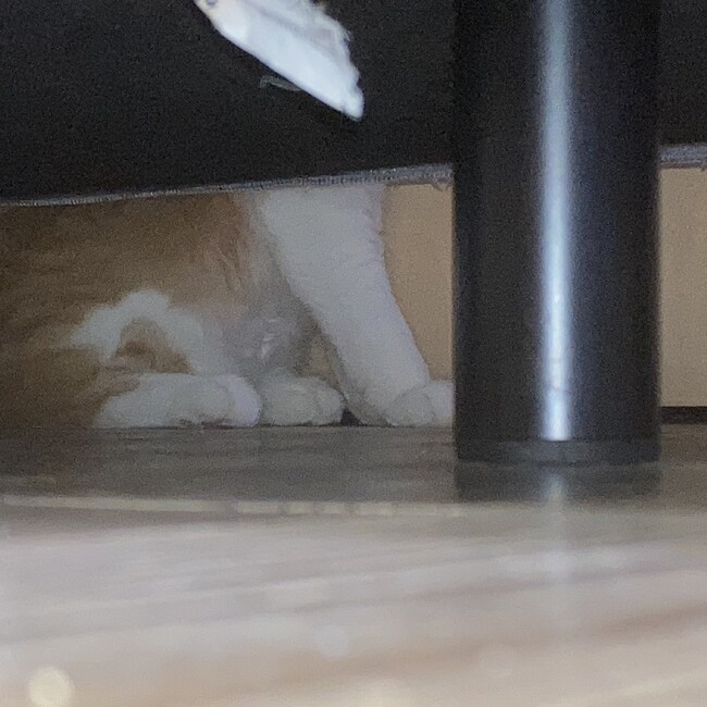 ちびたにしのカバー写真