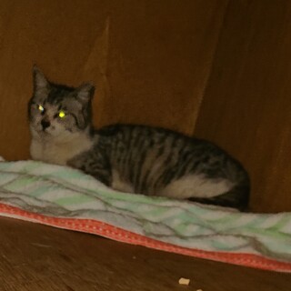 サバ白の子猫ちゃん！