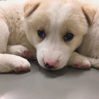 【相談中】かわいい子犬　ソメイくん　1ヶ月半