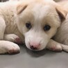 【相談中】かわいい子犬　ソメイくん　1ヶ月半 サムネイル2