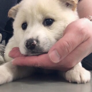 かわいい子犬　カワヅくん　1ヶ月半