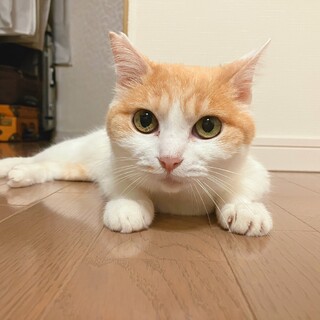 【お見合い歓迎】シニアは可愛い♡ハクちゃん