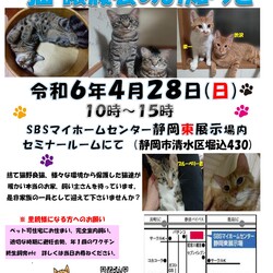 保護ニャンコの譲渡会ｂｙ静岡市清水区