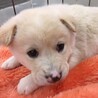 かわいい子犬　エドくん　1ヶ月半 サムネイル2