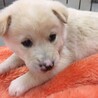 かわいい子犬　エドくん　1ヶ月半 サムネイル3