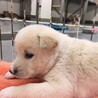 かわいい子犬　エドくん　1ヶ月半 サムネイル4
