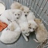 かわいい子犬　エドくん　1ヶ月半 サムネイル5