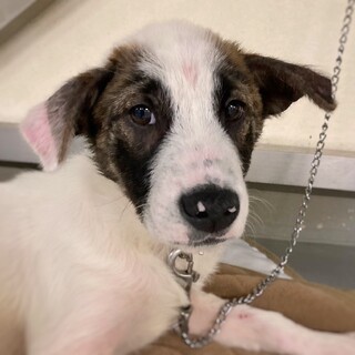 【相談中】かわいい子犬　あいすけくん　3ヶ月