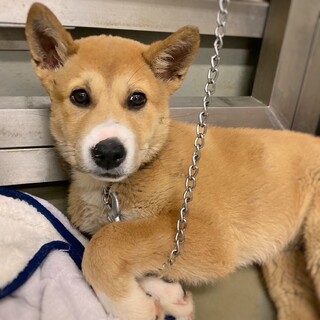 【相談中】かわいい子犬　こしろうくん　3ヶ月半