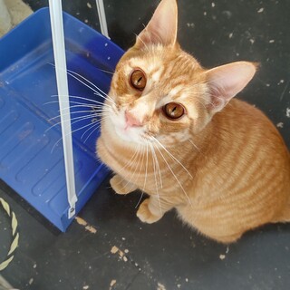 【茶トラ♂子猫】家族募集します