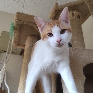 【茶白♂子猫】家族を募集します