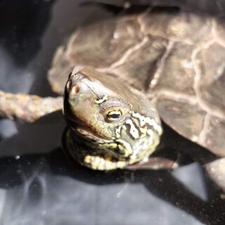 クサガメちゃんの里親募集