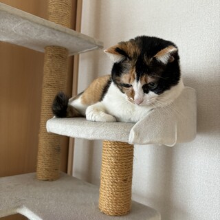 可愛い三毛猫です