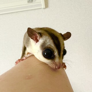 モモンガ親子3匹オス募集中(1匹のみも相談可)