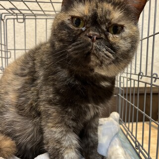 ブリティッシュショートヘア　サビ　むう　