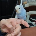 【里親さま決定】3月上旬生まれ セキセイインコ 