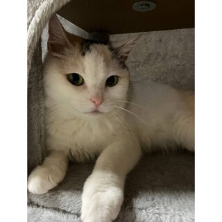 白三毛の環ちゃん