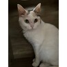 白三毛の環ちゃん サムネイル2