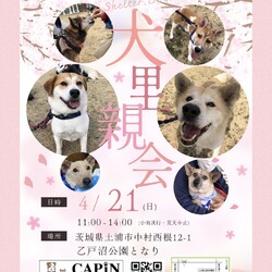 つくばCASA　保護犬里親会