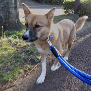 ふわふわ尻尾のたみちゃんに会いに来て