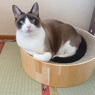 【4/21譲渡会】3兄妹のビリーくん