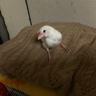 可愛い白文鳥の中雛貰って下さい