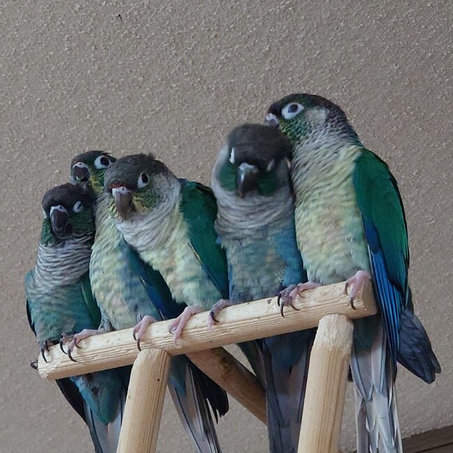 rakko-ginのカバー写真