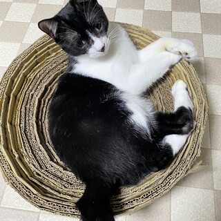 人懐っこい緋ちゃんにずっとのおうちを！