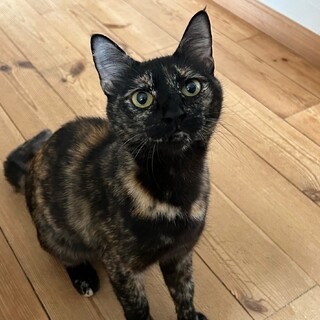 カブ、里親さま決定！ありがとうございました♥️