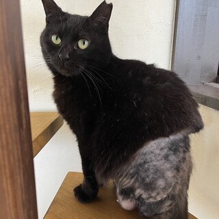 黒猫　女の子　1歳