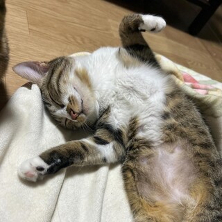 【4/21芝浦】穏やかな女の子★ミレイちゃん