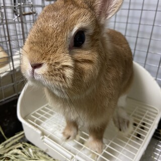 ネザーランドドワーフ女の子