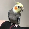 オカメインコの里親様を募集しています