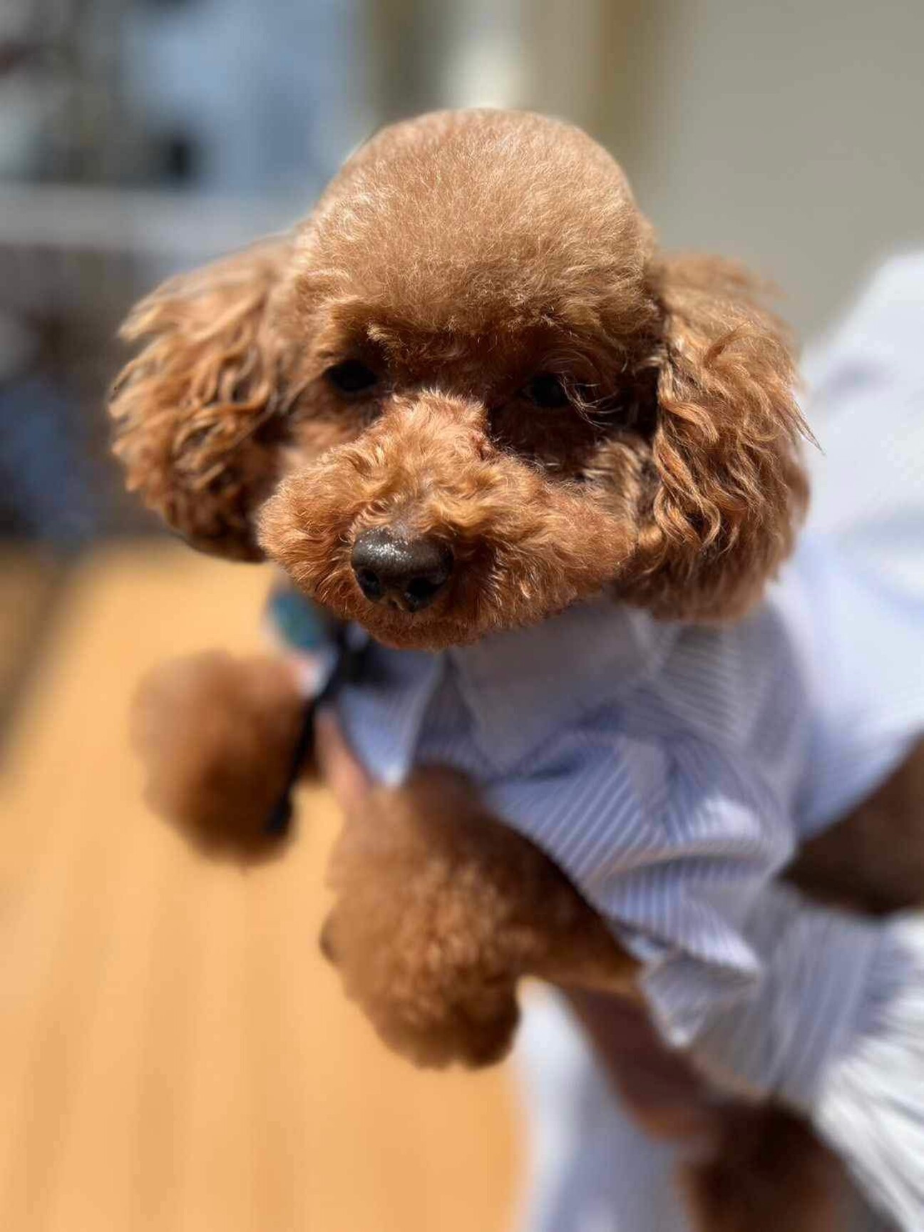 トイプードルのモコちゃん...」愛知県 - 犬の里親募集(486924) 1枚目の 